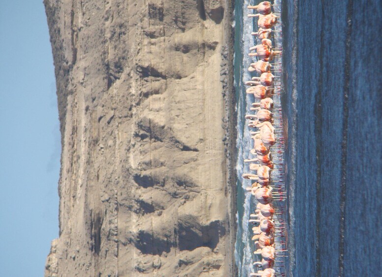 Picture 34 for Activity From Puerto Madryn: Full-Day Valdes Peninsula Tour