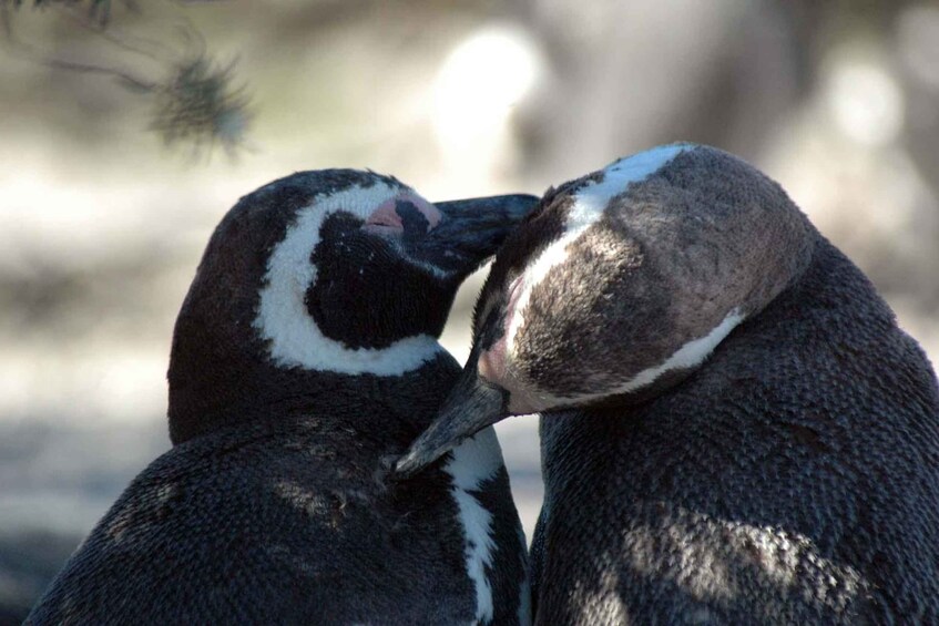 Picture 27 for Activity From Puerto Madryn: Full-Day Valdes Peninsula Tour