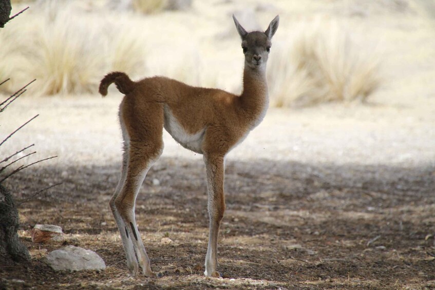 Picture 31 for Activity From Puerto Madryn: Full-Day Valdes Peninsula Tour
