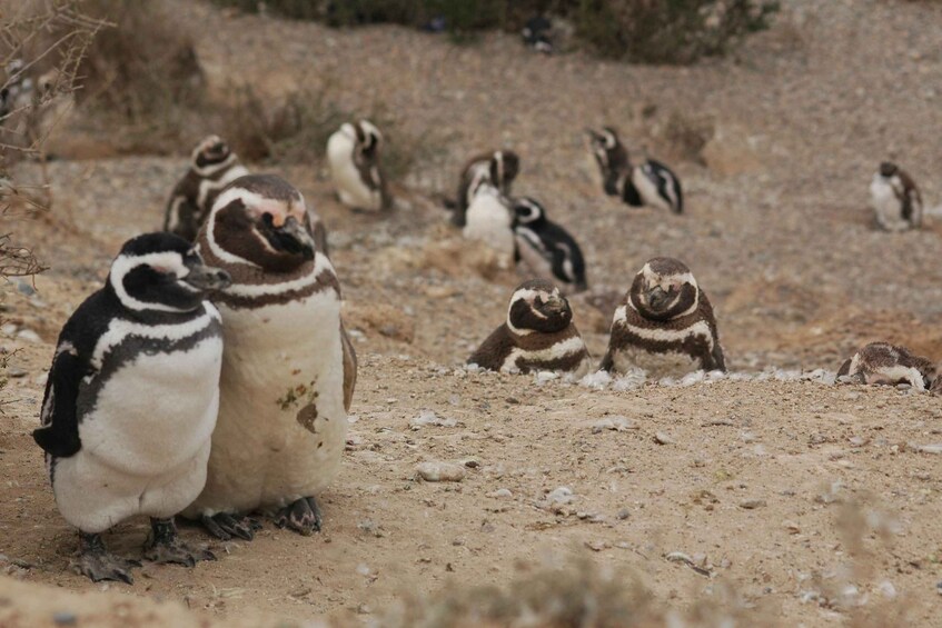 Picture 26 for Activity From Puerto Madryn: Full-Day Valdes Peninsula Tour