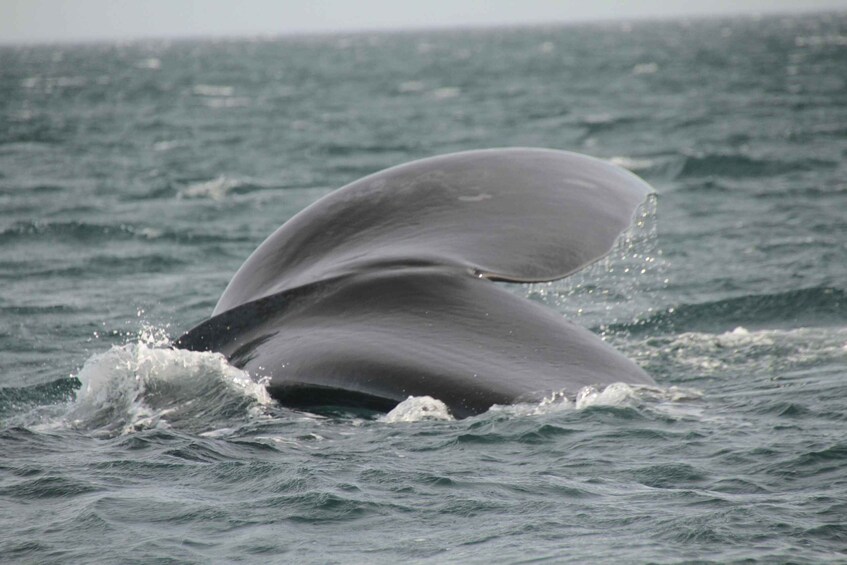 Picture 28 for Activity From Puerto Madryn: Full-Day Valdes Peninsula Tour