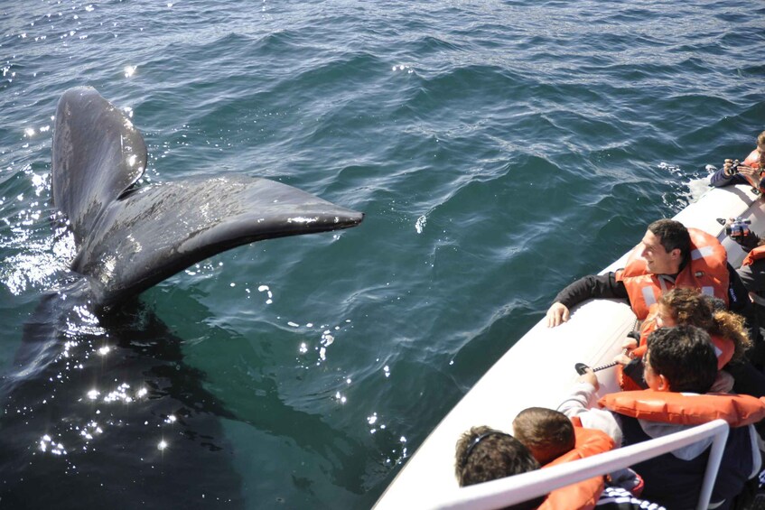 Picture 35 for Activity From Puerto Madryn: Full-Day Valdes Peninsula Tour