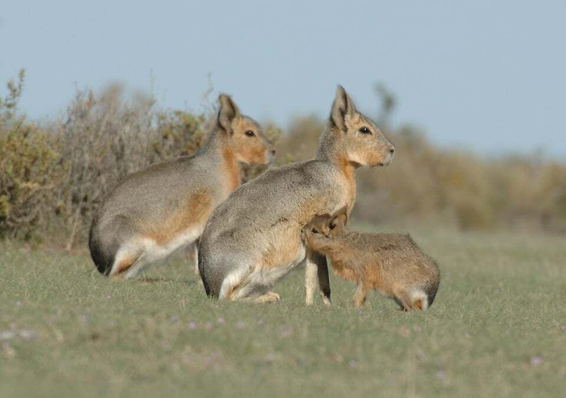 Picture 25 for Activity From Puerto Madryn: Full-Day Valdes Peninsula Tour