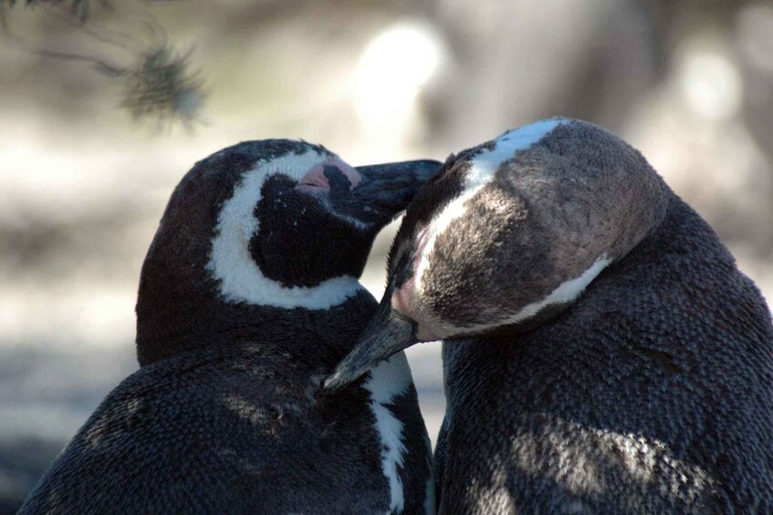 Picture 27 for Activity From Puerto Madryn: Full-Day Valdes Peninsula Tour