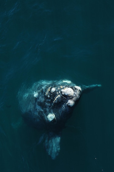 Picture 38 for Activity From Puerto Madryn: Full-Day Valdes Peninsula Tour