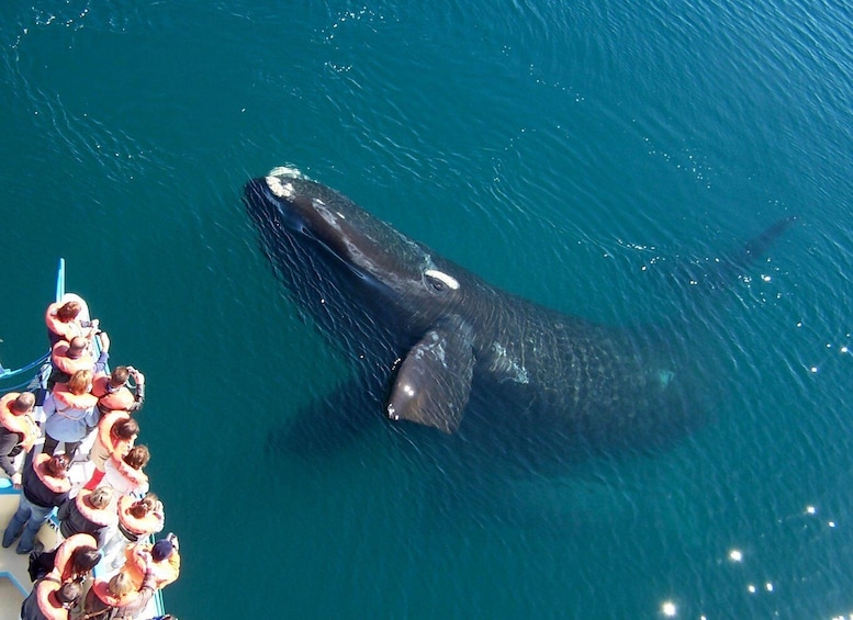 Picture 3 for Activity From Puerto Madryn: Full-Day Valdes Peninsula Tour