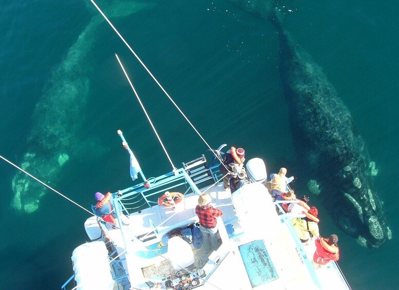 Picture 14 for Activity From Puerto Madryn: Full-Day Valdes Peninsula Tour