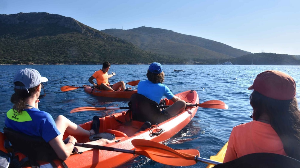 Picture 4 for Activity Golfo Aranci: Sunrise Dolphin Kayak Tour with Breakfast