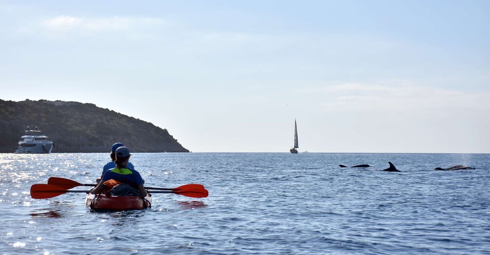 Picture 2 for Activity Golfo Aranci: Sunrise Dolphin Kayak Tour with Breakfast