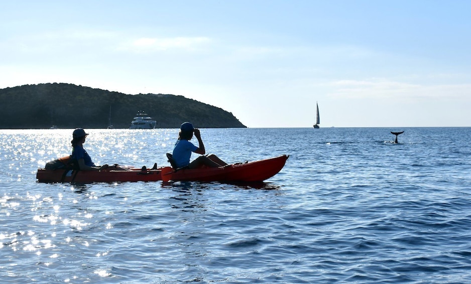 Picture 5 for Activity Golfo Aranci: Sunrise Dolphin Kayak Tour with Breakfast