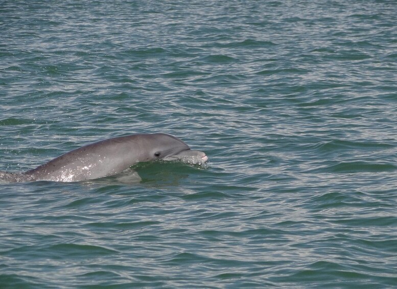 Picture 2 for Activity Isla Aguada: Flight of the Bird and the Smile of the Dolphin