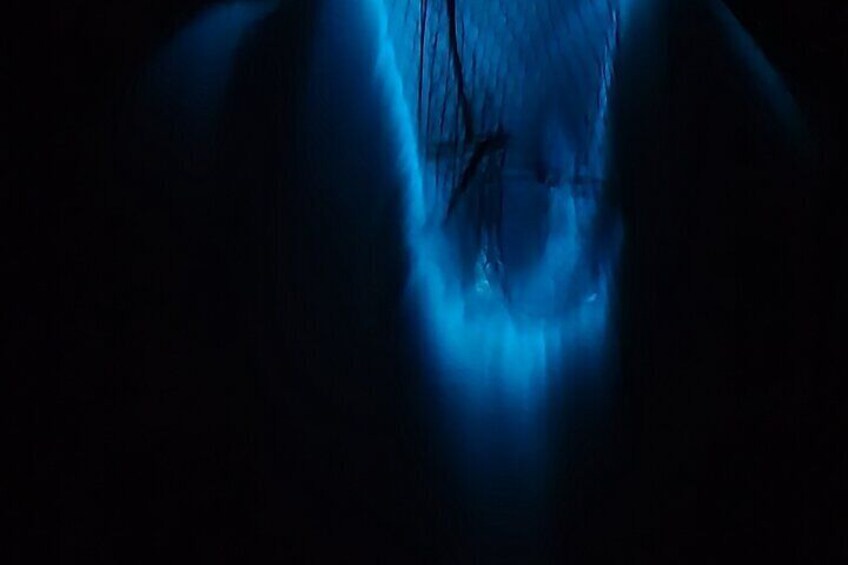 Private Bioluminescence Tours in Cocoa Beach