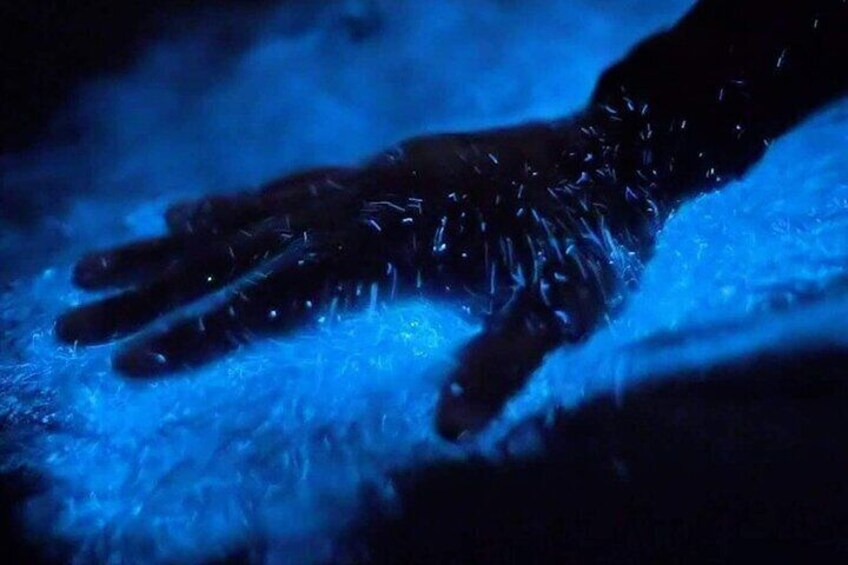 Private Bioluminescence Tours in Cocoa Beach
