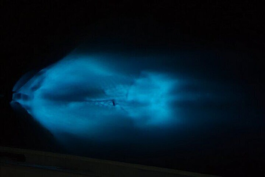 Private Bioluminescence Tours in Cocoa Beach