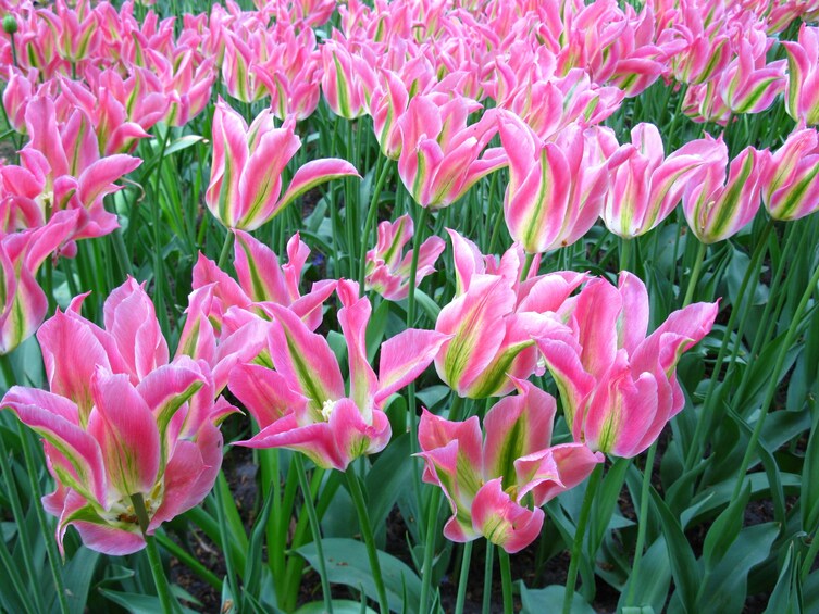 Charger l’élément 4 sur 6. Pink flowers in the Keukenhof Gardens in Amsterdam