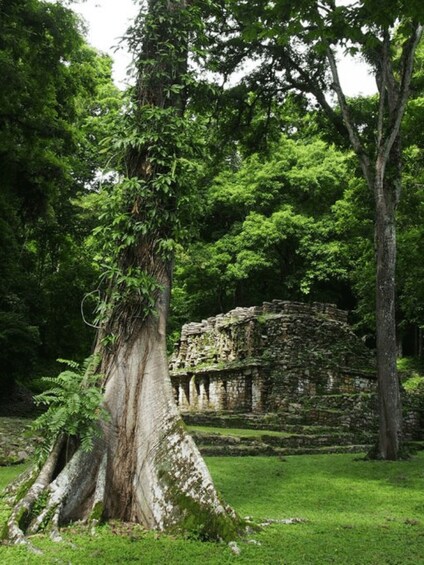 Palenque: 2 Days Jungle Rafting Expedition