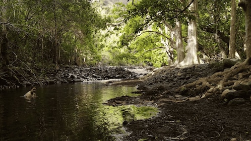 Black River Gorges Trek & River Immersion Adventure