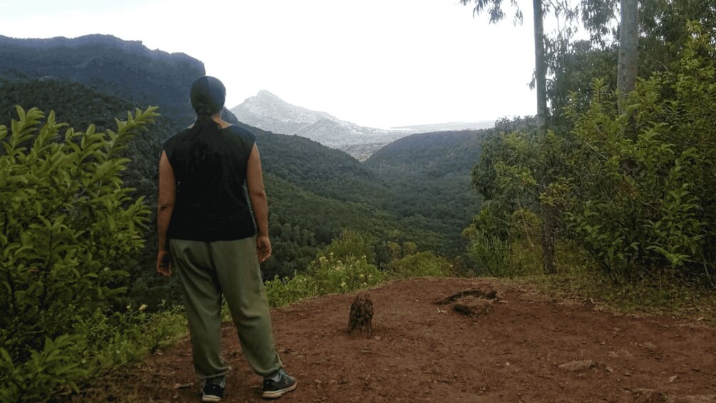 Picture 3 for Activity Black River Gorges Trek & River Immersion Adventure