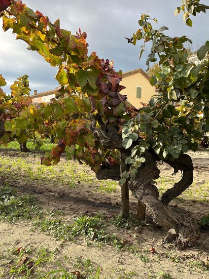 Picture 4 for Activity Half day Camargue wine tour: fortified city and rosé wines