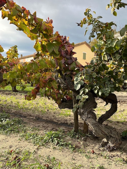 Picture 4 for Activity Half day Camargue wine tour: fortified city and rosé wines