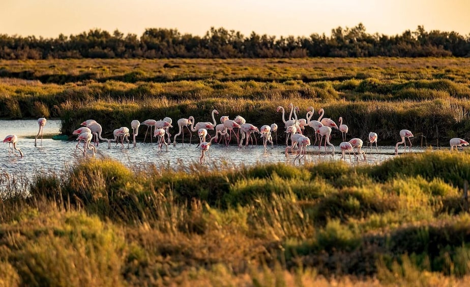 Picture 3 for Activity Half day Camargue wine tour: fortified city and rosé wines