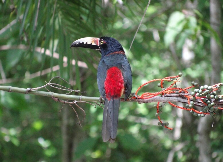 Calakmul: Two Days Hidden Palaces in the Jungle