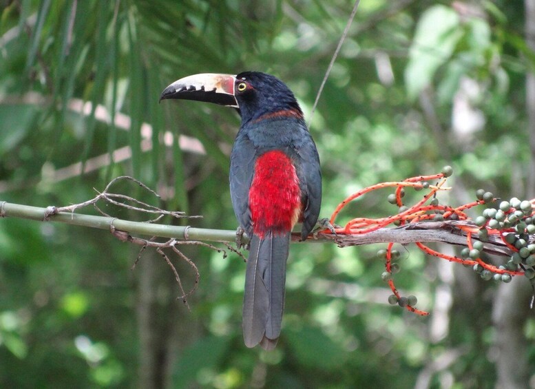 Calakmul: Two Days Hidden Palaces in the Jungle