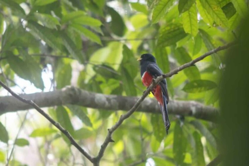 Picture 3 for Activity San Cristobal: 4 Days Nature Tour in the Lacandon Jungle