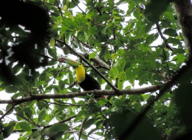 San Cristobal: 4 Days Nature Tour in the Lacandon Jungle