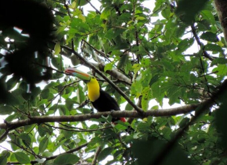 San Cristobal: 4 Days Nature Tour in the Lacandon Jungle