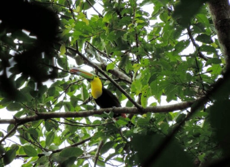 San Cristobal: 4 Days Nature Tour in the Lacandon Jungle