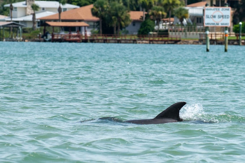 Picture 8 for Activity Charleston: Private Sightseeing & Dolphin Watching Boat Tour