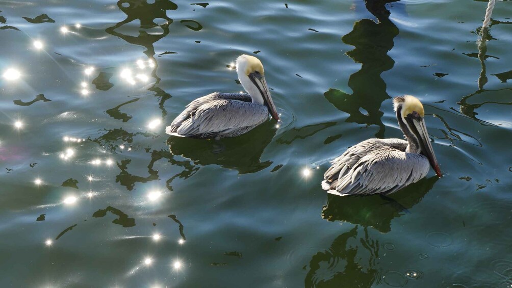 Picture 4 for Activity Charleston: Private Sightseeing & Dolphin Watching Boat Tour