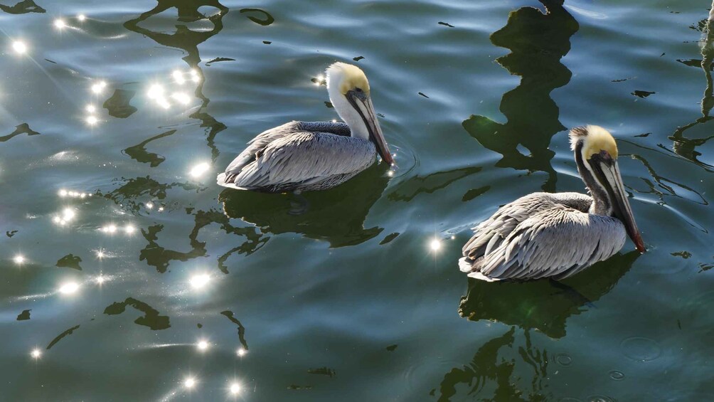 Picture 4 for Activity Charleston: Private Sightseeing & Dolphin Watching Boat Tour