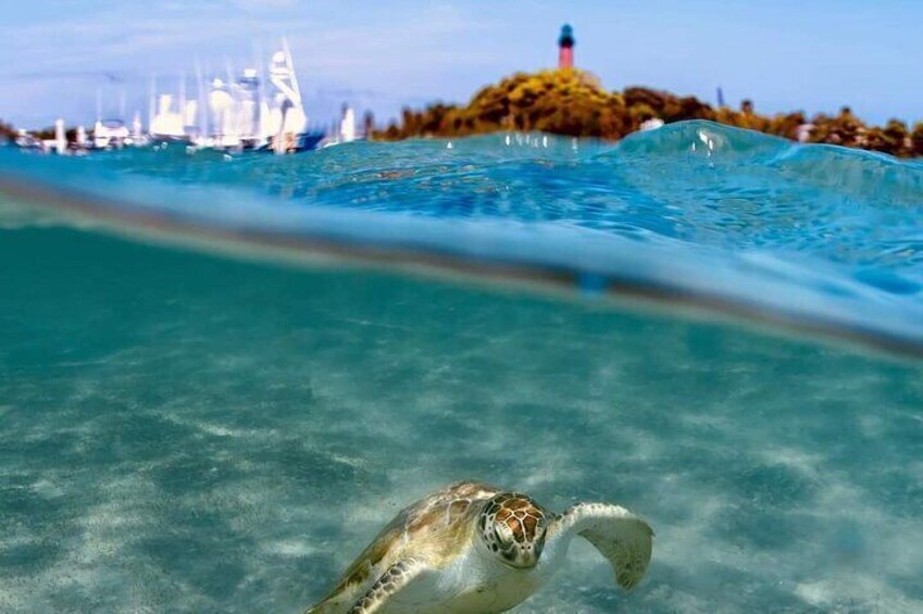 Our boating areas are sprawling with sea turtles and other marine life!