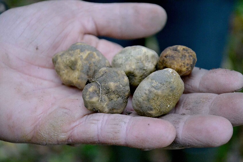 Picture 7 for Activity San Miniato: Truffle Hunting, Food, and Gourmet Experience