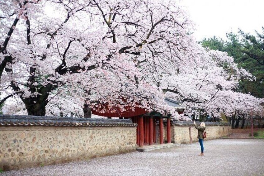 Full-Day Small Group GyeongJu History Tour from Seoul