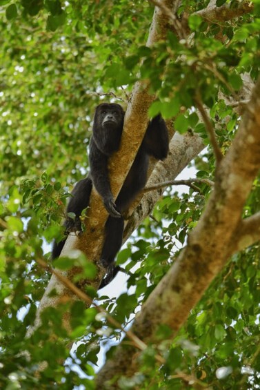 Picture 2 for Activity San Cristóbal: 3-Day Kayak Tour in the Lacandon Jungle