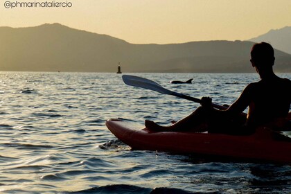 Golfo Aranci: Sunset Dolphin Kayak Tour with Aperitif