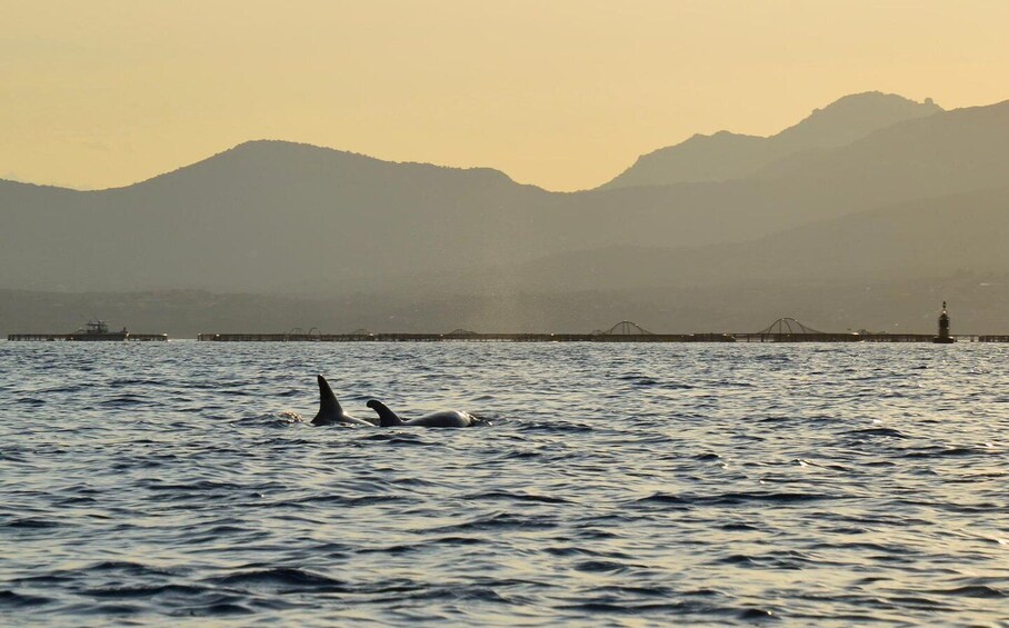 Picture 3 for Activity Golfo Aranci: Sunset Dolphin Kayak Tour with Aperitif