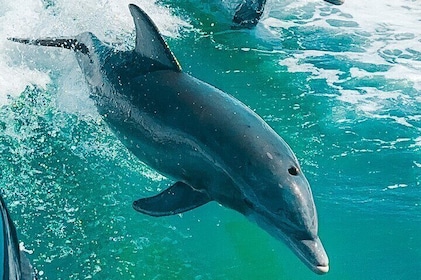 2 Hours Private Dolphin Eco Bout Tour to St Pete Beach Florida