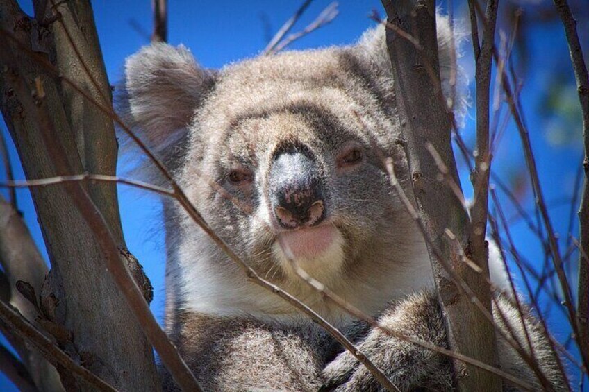 Kangaroo Island Koala