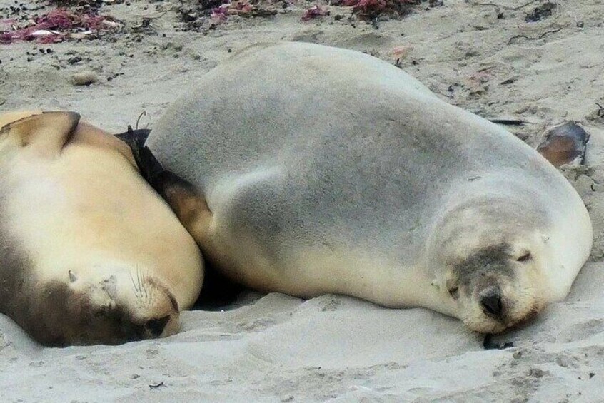 Australian Sealions at Seal Bay, Kangaroo Island S.A.