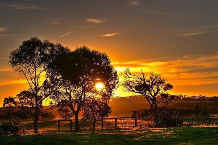 Nocturnal Tour of Kangaroo Island