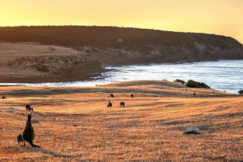 Nocturnal Tour of Kangaroo Island