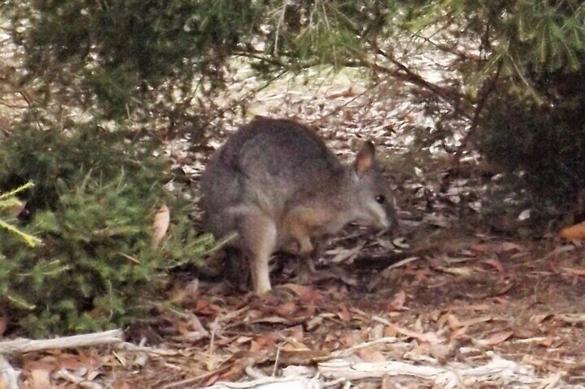 Nocturnal Tour of Kangaroo Island