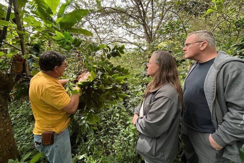 Organic Coffee Farm Tour