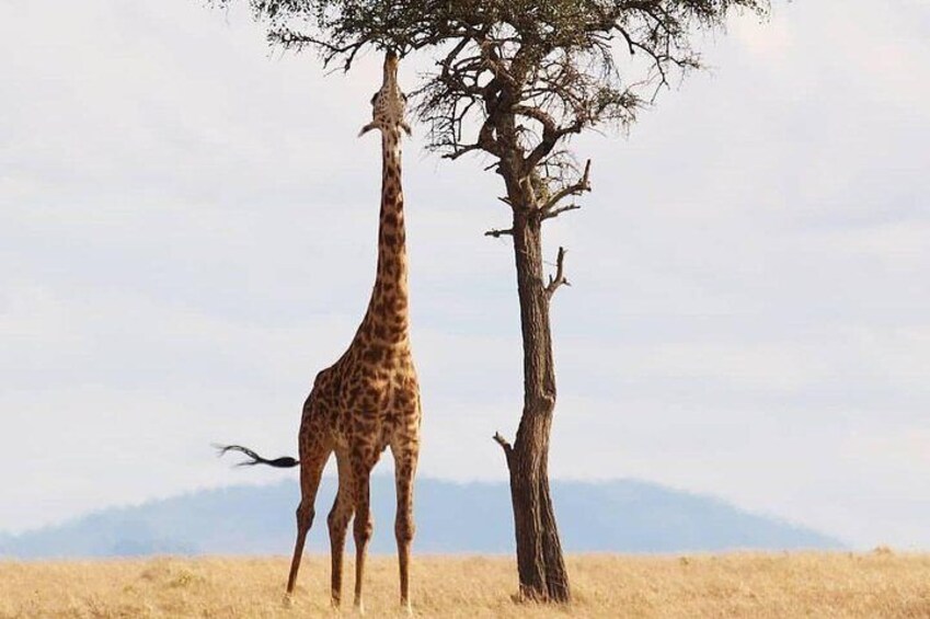 Cradle of Human Kind & Lion & Rhino Park Tour Full day Tour Private 