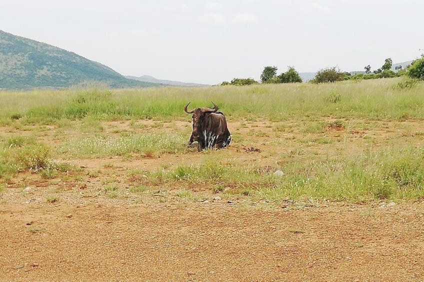 Cradle of Human Kind & Lion & Rhino Park Tour Full day Tour Private