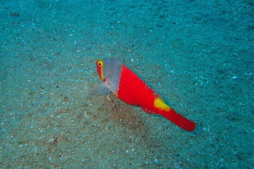 The colourfull Parot Fsik.